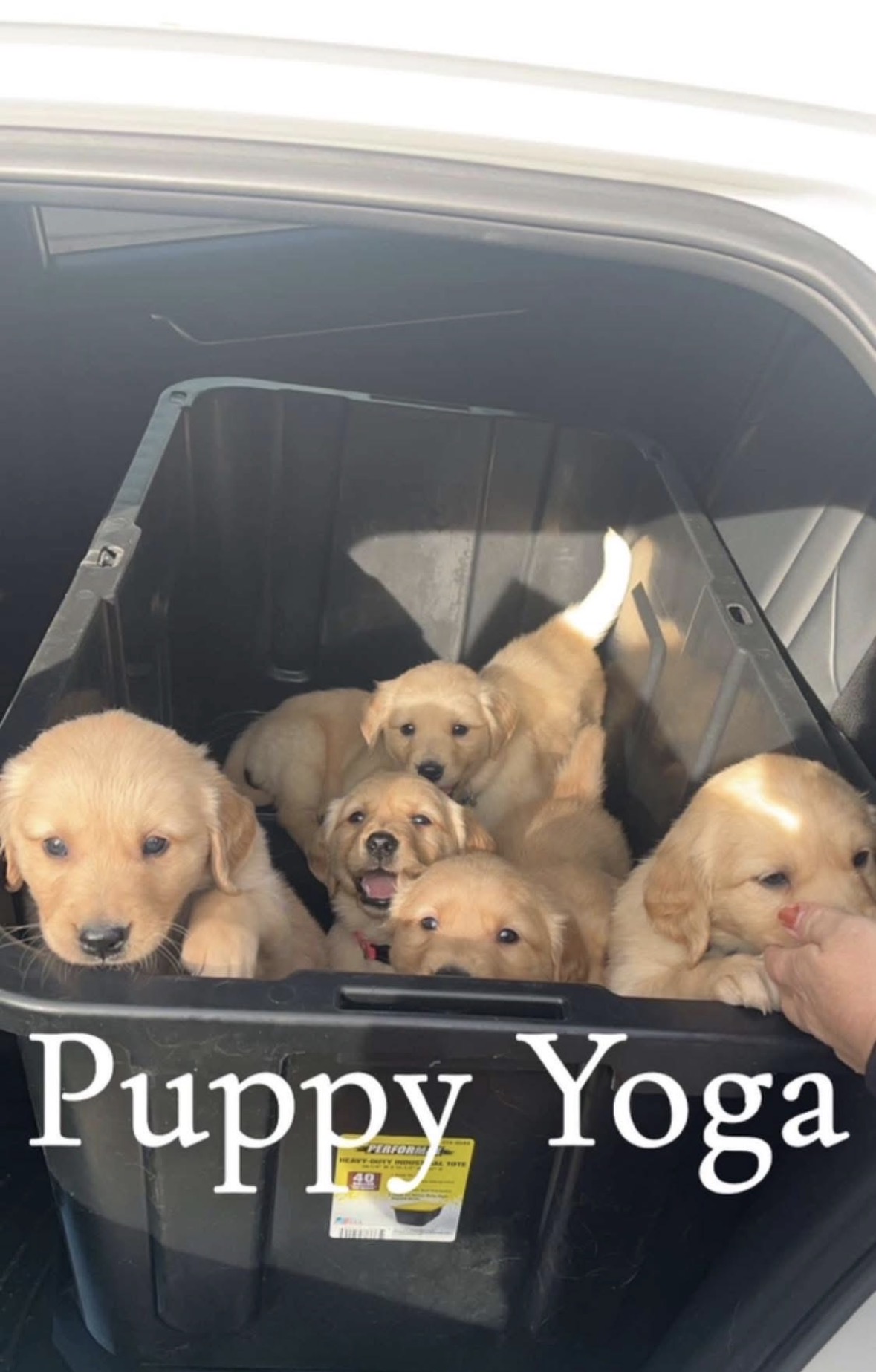 Golden Retriever puppies in a Puppy Yoga bin