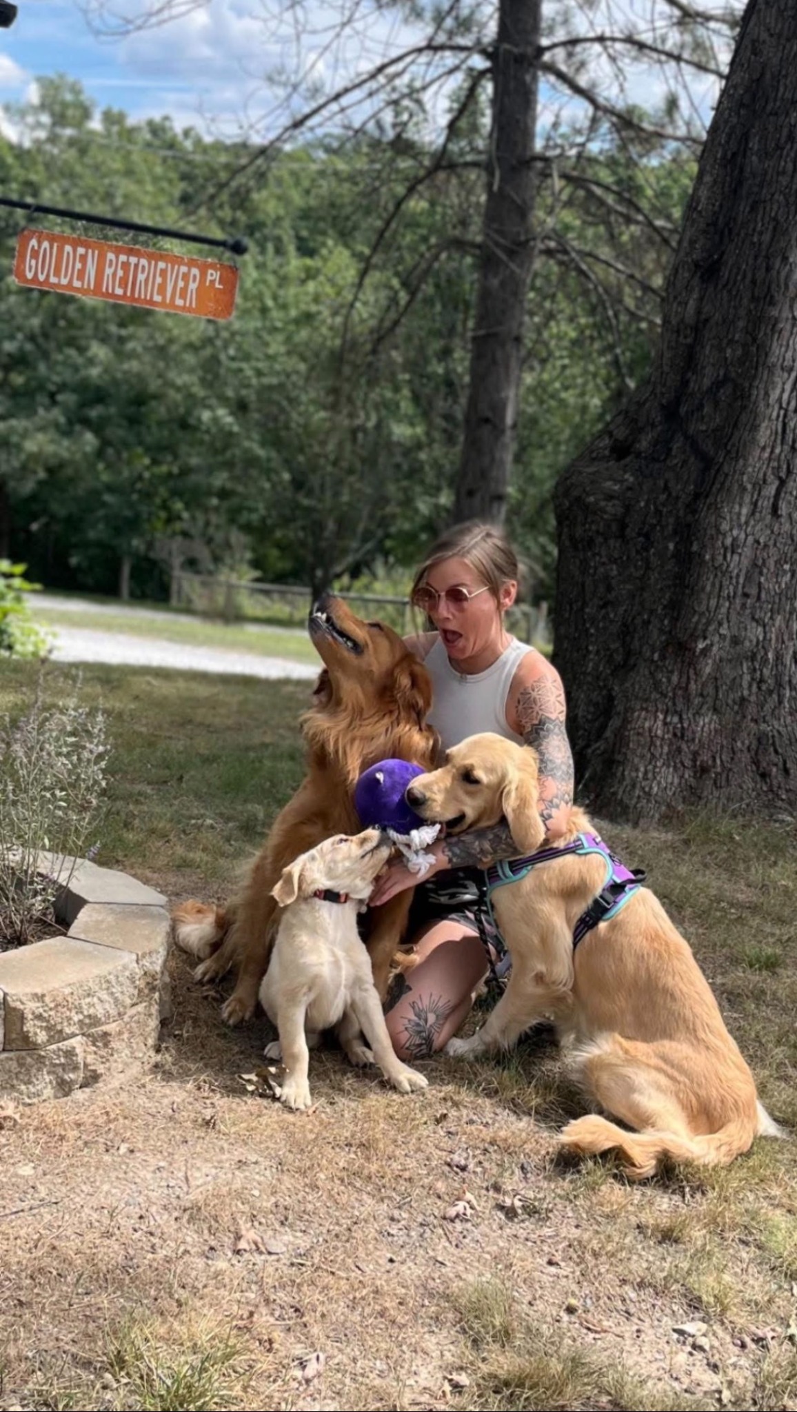 Golden Retriever puppies ready for Puppy Yoga