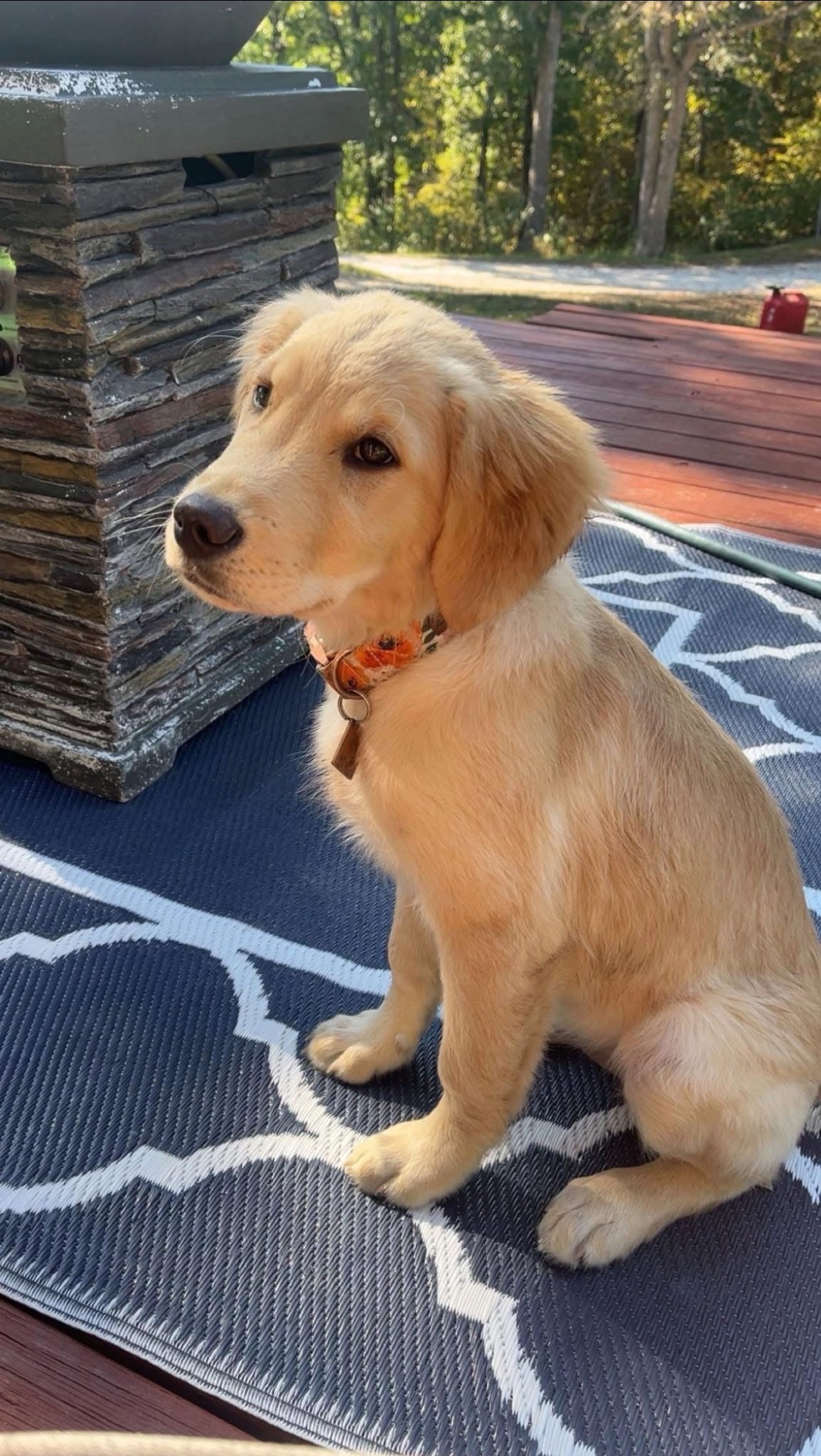 Golden Retriever puppy sitting outside