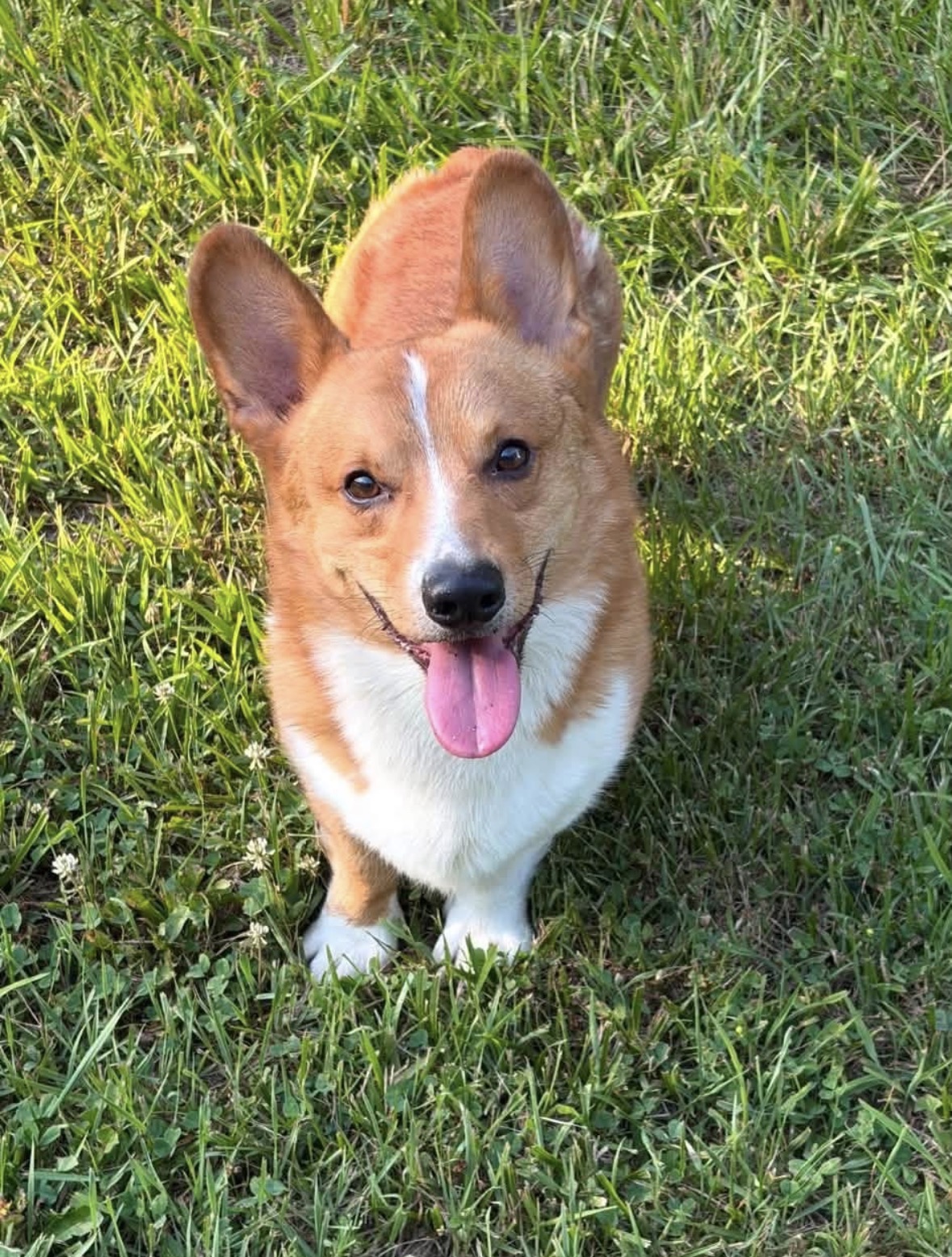 Corgi puppy sitting in the grass
