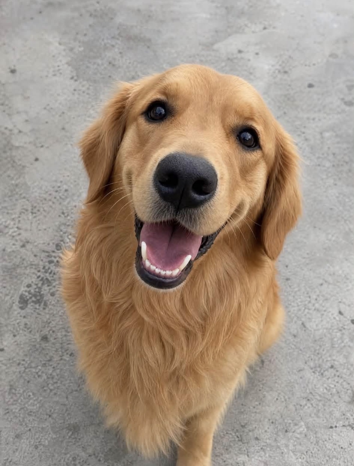 Golden Retriever smiling at the camera